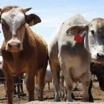 Sequía hunde la producción lechera en Veracruz