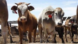 Sequía hunde la producción lechera en Veracruz