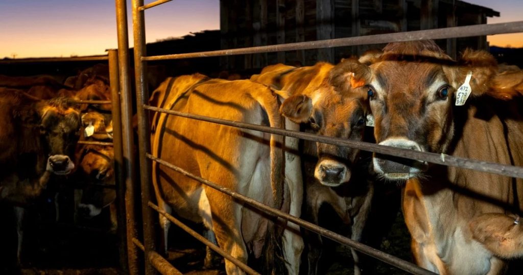 Avanza la leche cruda en EE.UU. pese a riesgos