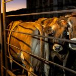 Avanza la leche cruda en EE.UU. pese a riesgos