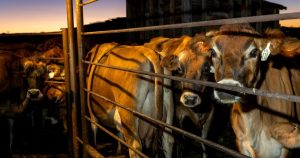 Avanza la leche cruda en EE.UU. pese a riesgos