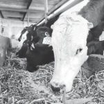 Cae la producción de leche