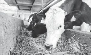 Cae la producción de leche