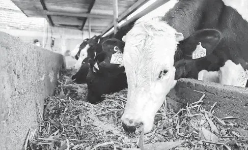 Cae la producción de leche