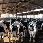 Caída de leche alerta por pérdidas de hasta 35