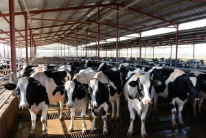 Caída de leche alerta por pérdidas de hasta 35