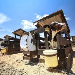 Cajeme domina la producción de leche en Sonora