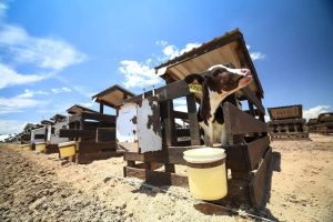 Cajeme domina la producción de leche en Sonora