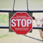 Canadá bloquea ganado de Grecia por fiebre aftosa