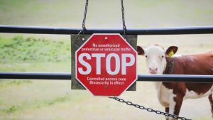 Canadá bloquea ganado de Grecia por fiebre aftosa