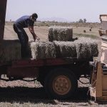 Crisis forrajera alfalfa sin mercado en BC