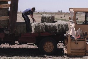 Crisis forrajera alfalfa sin mercado en BC