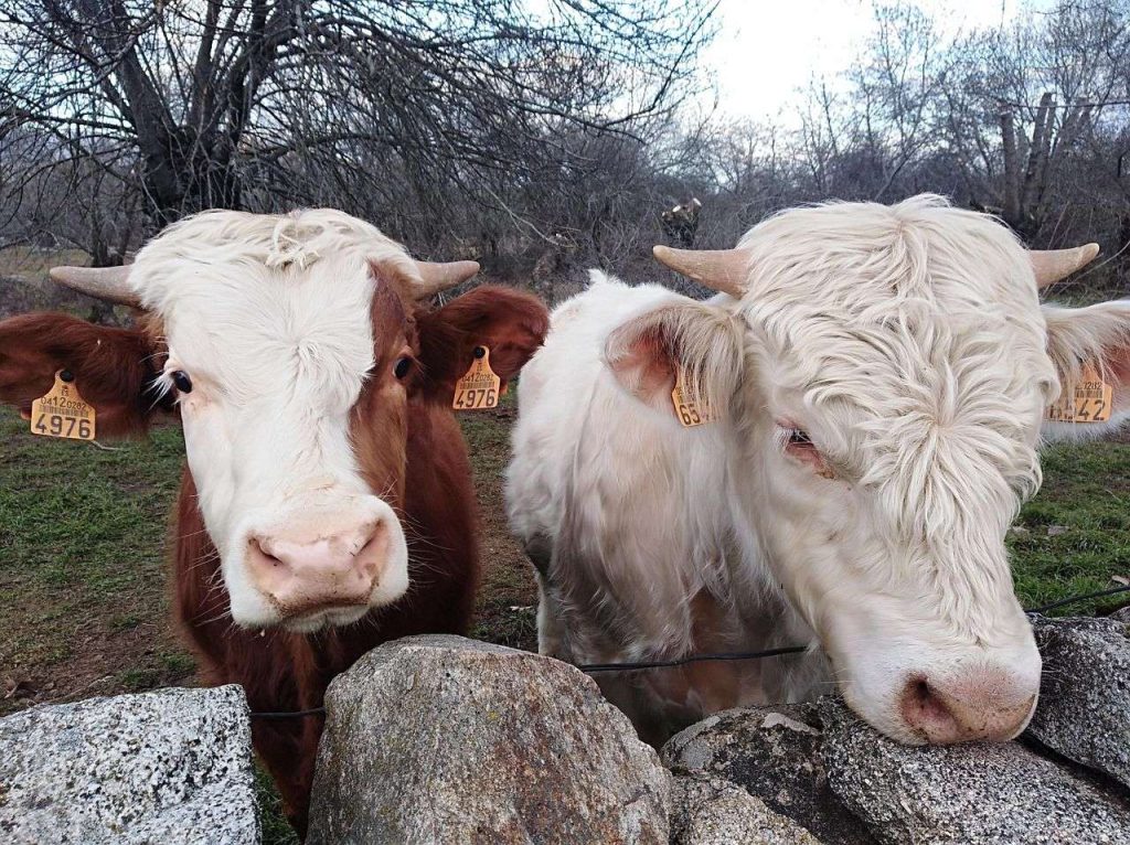 Dos casos de tuberculosis bovina ponen en alerta a Chihuahua