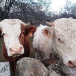 Dos casos de tuberculosis bovina ponen en alerta a Chihuahua