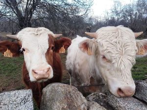 Dos casos de tuberculosis bovina ponen en alerta a Chihuahua
