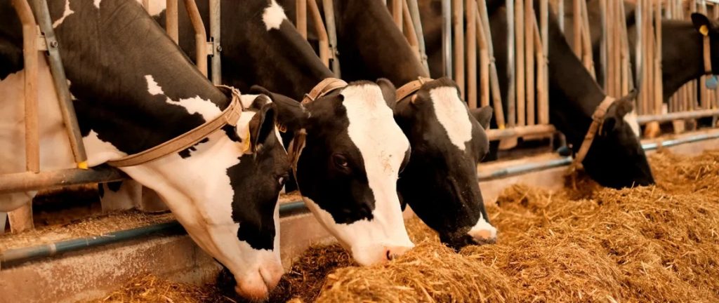 Estrés calórico impacto oculto en vacas secas