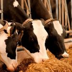 Estrés calórico impacto oculto en vacas secas