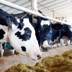 Forrajes resistentes la clave ante el clima extremo