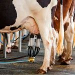 Golpe al sector cae 35% la leche en Sonora