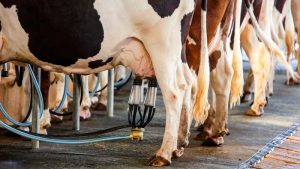 Golpe al sector cae 35% la leche en Sonora