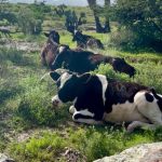 Guanajuato supera $31 mil mdp en carne y leche