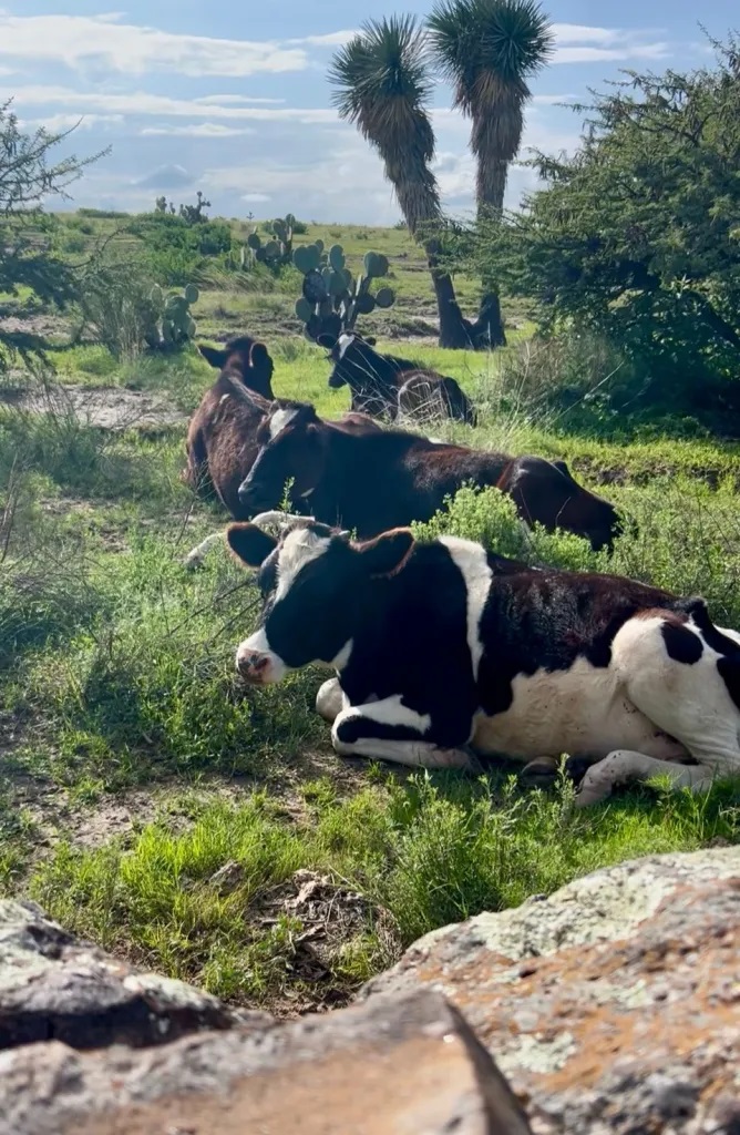 Guanajuato supera $31 mil mdp en carne y leche