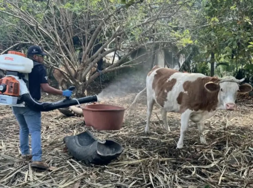Gusano barrenador denuncian fallas que agravaron la plaga