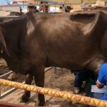 La mitad de los ganaderos de Mazatlán aún ordeña a mano