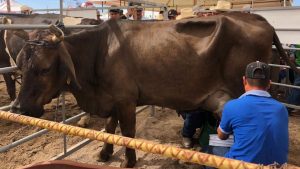 La mitad de los ganaderos de Mazatlán aún ordeña a mano