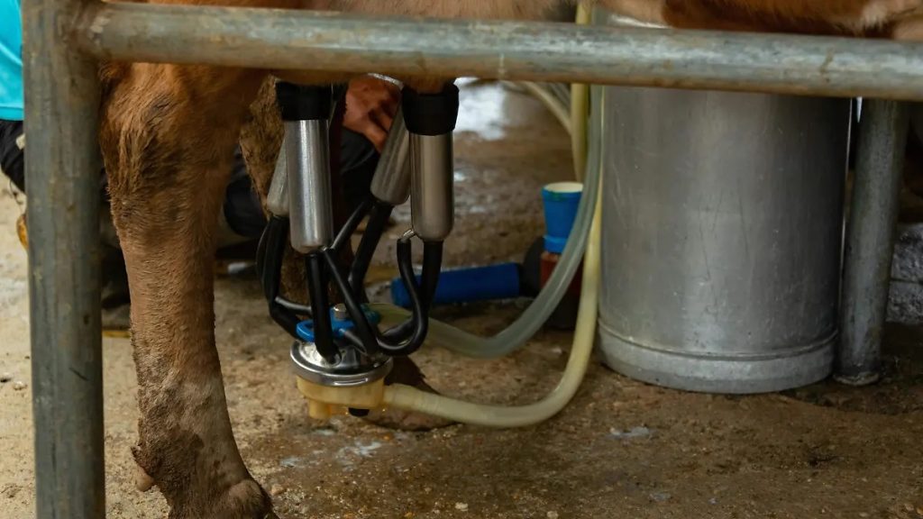 Leche a pérdida crisis golpea a productores