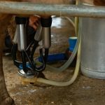 Leche a pérdida crisis golpea a productores