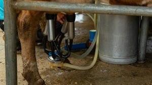 Leche a pérdida crisis golpea a productores