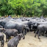Leche de búfala gana terreno en Chiapas