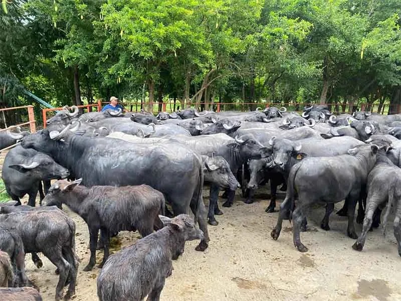 Leche de búfala gana terreno en Chiapas