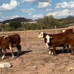 Productores piden apoyo ante crisis forrajera