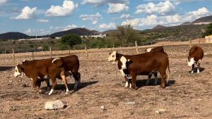 Productores piden apoyo ante crisis forrajera