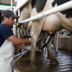 Productores reciben menos por la leche en México