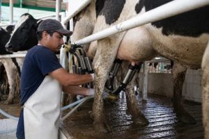 Productores reciben menos por la leche en México
