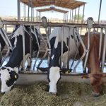 Sequía amenaza la lechería en el Valle del Yaqui