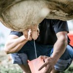 Tabasco apuesta fuerte para revivir su cuenca lechera