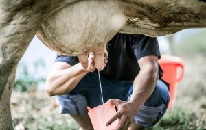 Tabasco apuesta fuerte para revivir su cuenca lechera