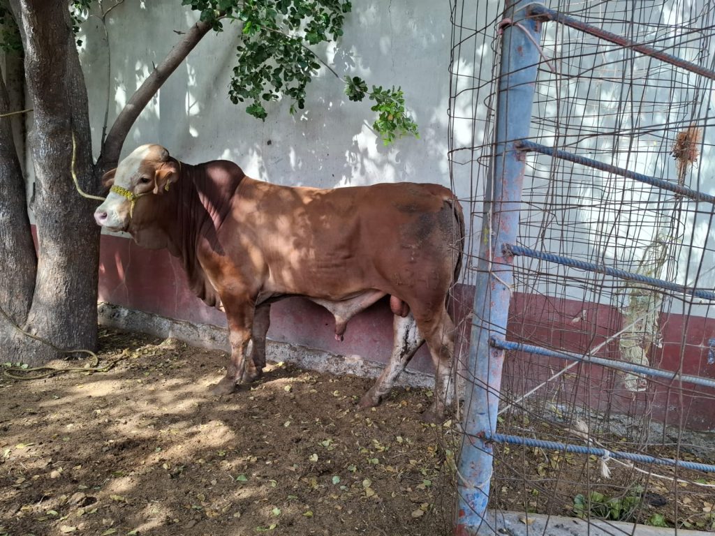 Tecnificación del ordeño impulsa cuenca de Mazatlán
