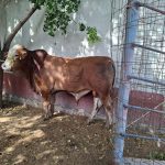 Tecnificación del ordeño impulsa cuenca de Mazatlán