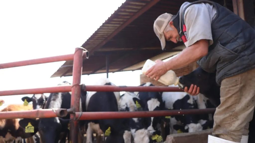 Calor golpea fuerte a la producción lechera mexicana