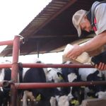 Calor golpea fuerte a la producción lechera mexicana