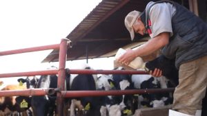 Calor golpea fuerte a la producción lechera mexicana