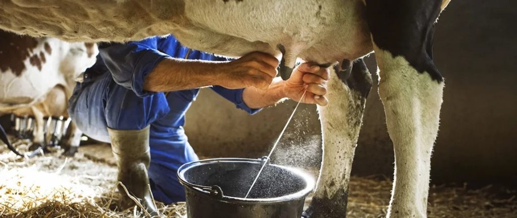 Estrés calórico amenaza para la lechería