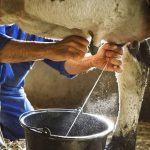 Estrés calórico amenaza para la lechería