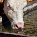 Ganaderos buscan agua urgente ante el estiaje