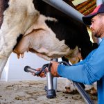 Hallan clave bacteriana que preocupa a la lechería